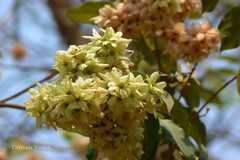 Calycopteris floribunda